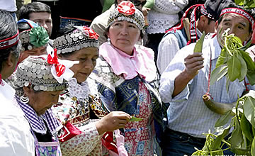 Mapuche Culture