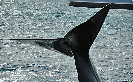 Avistaje de Ballenas en Patagonia