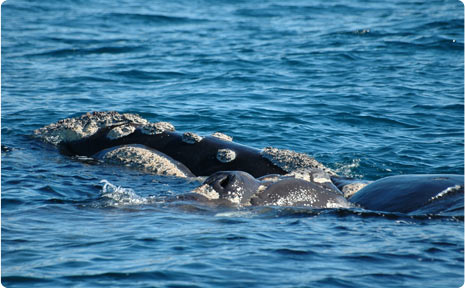 Avistaje de Ballenas en Patagonia