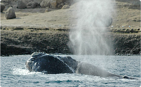 Avistaje de Ballenas en Patagonia