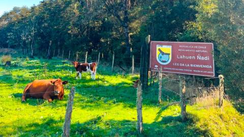 Lahuen Ñadi Natural Monument