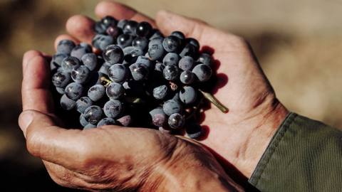 Bodega austral centenaria