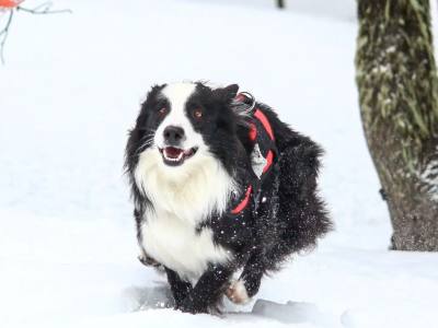 Travesías/expediciones con Trineo de Perros Bosque de los Huskies