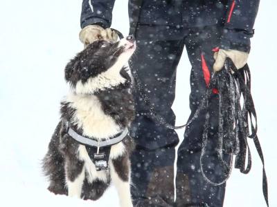 Sled Rides Bosque de los Huskies