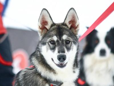 Sled Rides Bosque de los Huskies