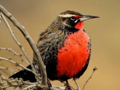 Mountain Ascents/Hiking Patagonia Trails