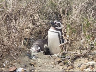 Tour Guides Sebastián Alvarado-Southern Patagonia Tours