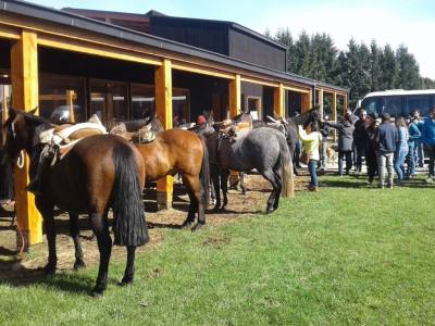 Travel and Tourist Agency Turismo Lago Llanquihue