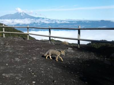 Travel and Tourist Agency Turismo Lago Llanquihue