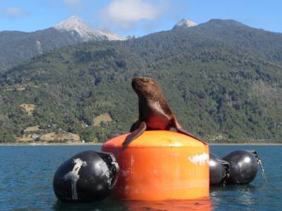 Kayak Outings Jass Puerto Varas