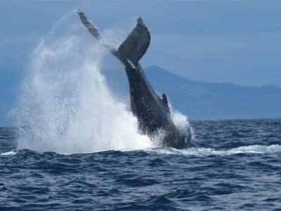 Tourist Services Operators Albatrosur Patagonia