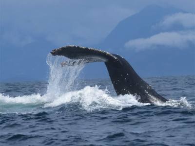 Tourist Services Operators Albatrosur Patagonia