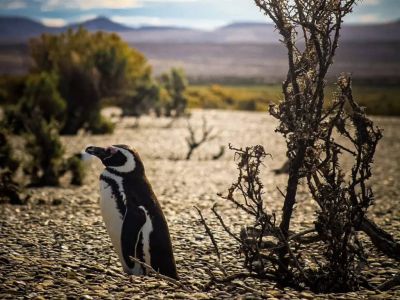 Wildlife Observation Excursiones Pinocho